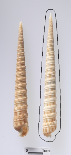 中文名:包氏筍螺學名:Terebra (Cinguloterebra) boucheti