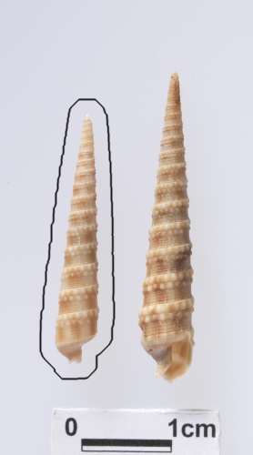 學名:Terebra (Cinguloterebra) marrowae