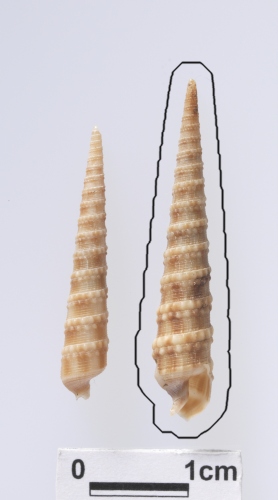 學名:Terebra (Cinguloterebra) marrowae