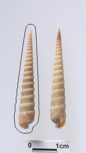 中文名:徐娘筍螺學名:Terebra (Cinguloterebra) anilis