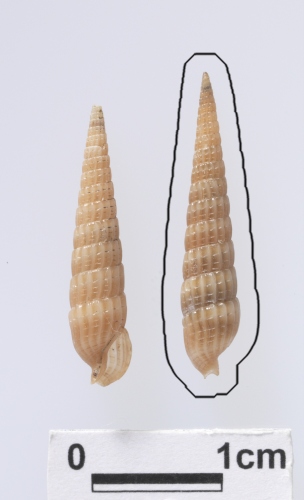 中文名:響尾蛇筍螺學名:Terebra (Punctoterebra) arabella