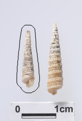 中文名:三帶筍螺學名:Terebra (Granuliterebra) tricincta