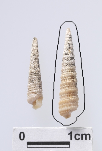 中文名:三帶筍螺學名:Terebra (Granuliterebra) tricincta