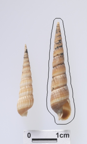 中文名:芝蔴筍螺學名:Terebra (Pristiterebra) pustulosa