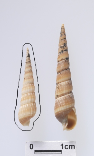 中文名:芝蔴筍螺學名:Terebra (Pristiterebra) pustulosa