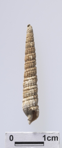 中文名:筍螺科學名:Terebridae