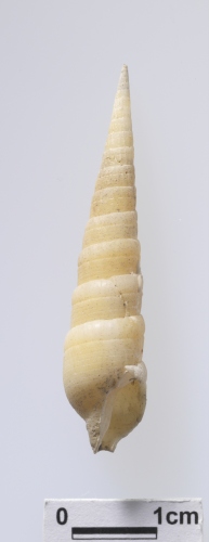 中文名:玉女筍螺學名:Terebra virgo