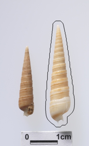 中文名:環肋筍螺學名:Terebra funiculata