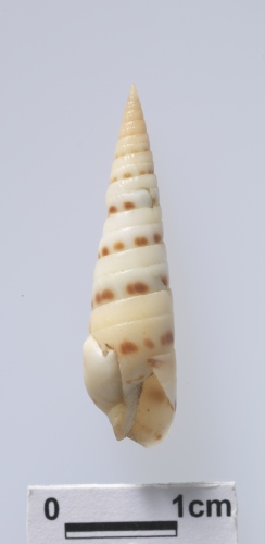 中文名:環斑筍螺學名:Terebra felina