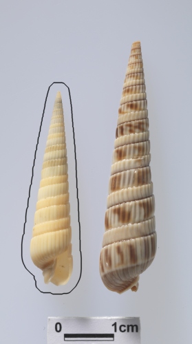 中文名:雙層筍螺學名:Duplicaria duplicata