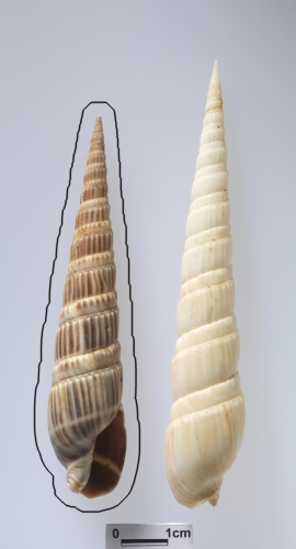 中文名:盤龍筍螺學名:Duplicaria evoluta