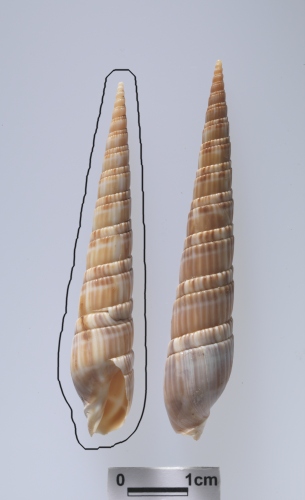 中文名:櫛筍螺學名:Duplicaria dussumierii