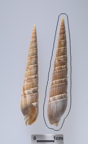 中文名:櫛筍螺學名:Duplicaria dussumierii