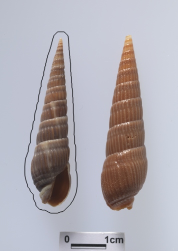 中文名:顯眼筍螺學名:Duplicaria bodia