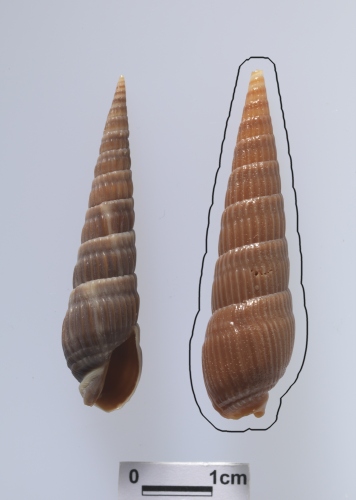 中文名:顯眼筍螺學名:Duplicaria bodia