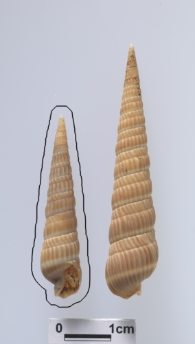 中文名:白帶筍螺學名:Duplicaria albozonata