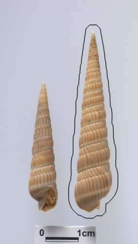 中文名:白帶筍螺學名:Duplicaria albozonata