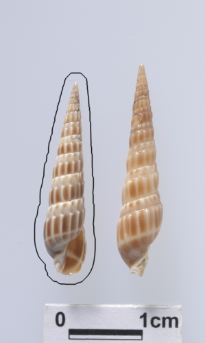 中文名:小櫛筍螺學名:Duplicaria latisulcata