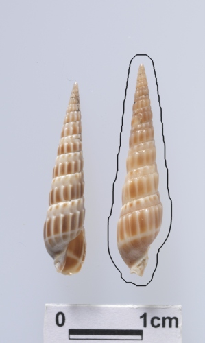 中文名:小櫛筍螺學名:Duplicaria latisulcata