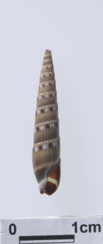 中文名:花筍螺學名:Hastula strigilata