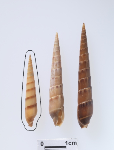 中文名:赤斑筍螺學名:Hastula rufopunctata