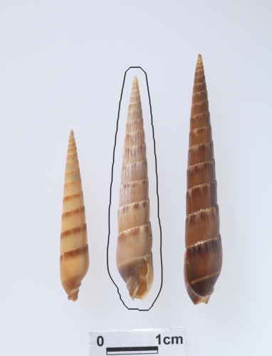 中文名:赤斑筍螺學名:Hastula rufopunctata