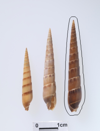 中文名:赤斑筍螺學名:Hastula rufopunctata