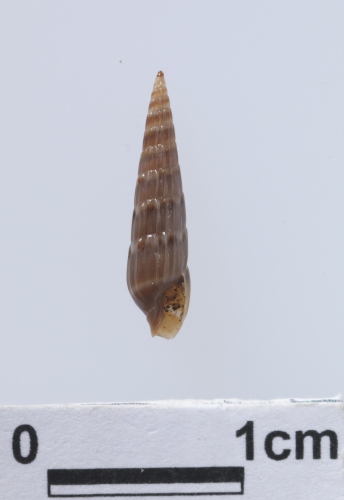 中文名:花筍螺屬學名:Hastula