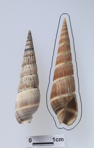 中文名:朝鮮筍螺學名:Terebra koreana