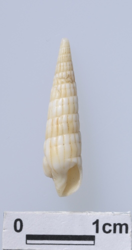 中文名:筍螺科學名:Terebridae