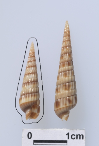 學名:Duplicaria crakei