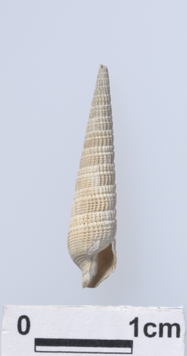 學名:Myurella hiscocki