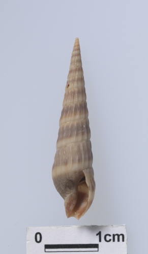 中文名:奇美筍螺學名:Duplicaria spectabilis