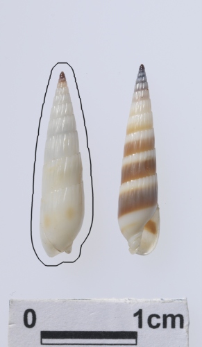 中文名:浮標筍螺學名:Hastula albula