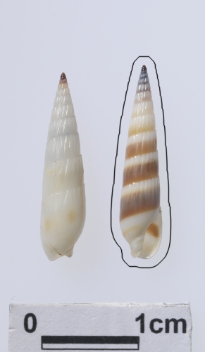 中文名:浮標筍螺學名:Hastula albula