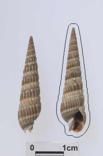 學名:Duplicaria recticostata