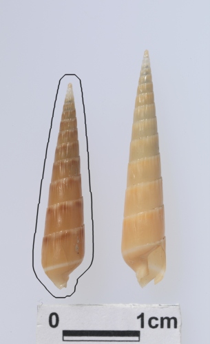 中文名:赤斑筍螺學名:Hastula rufopunctata