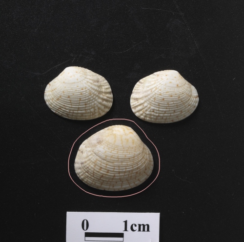 中文名:枝條縱簾蛤學名:Gafrarium dispar