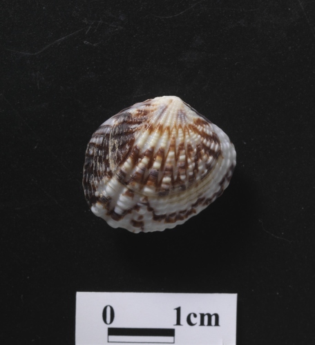 中文名:凸縱簾蛤學名:Gafrarium tumidum