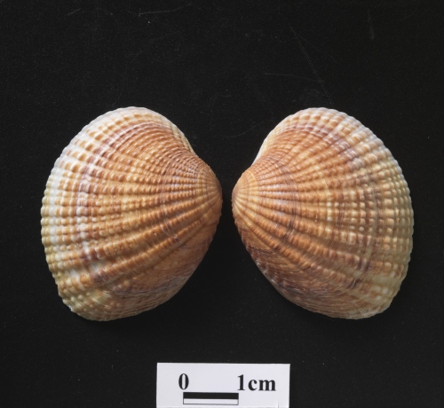 中文名:凸縱簾蛤學名:Gafrarium tumidum