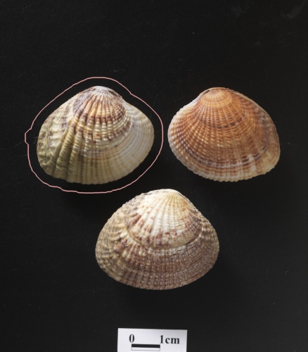 中文名:凸縱簾蛤學名:Gafrarium tumidum