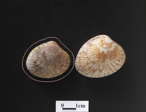 中文名:歧脊縱簾蛤學名:Gafrarium divaricatum