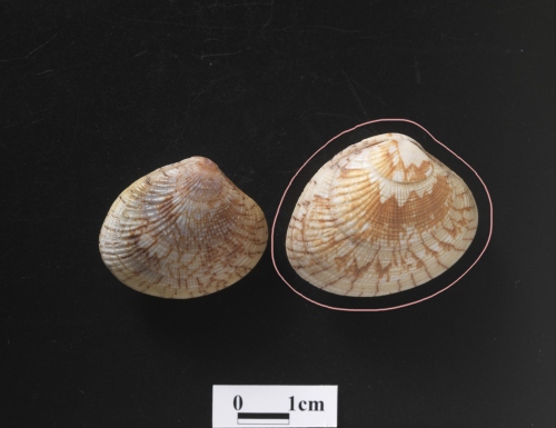 中文名:歧脊縱簾蛤學名:Gafrarium divaricatum