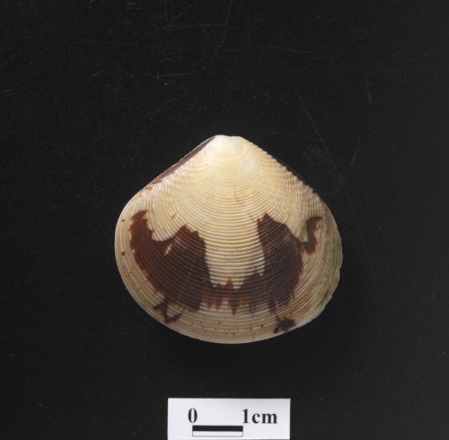 中文名:環肋縱簾蛤學名:Gafrarium aequivocum