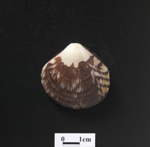 中文名:環肋縱簾蛤學名:Gafrarium aequivocum