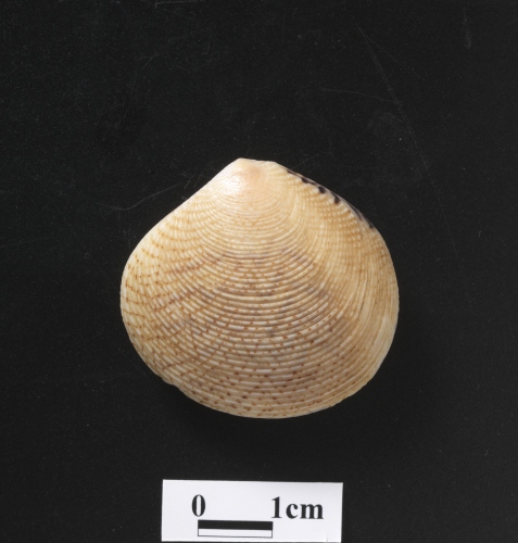 中文名:環肋縱簾蛤學名:Gafrarium aequivocum