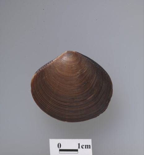 中文名:華麗美女蛤學名:Circe scripta