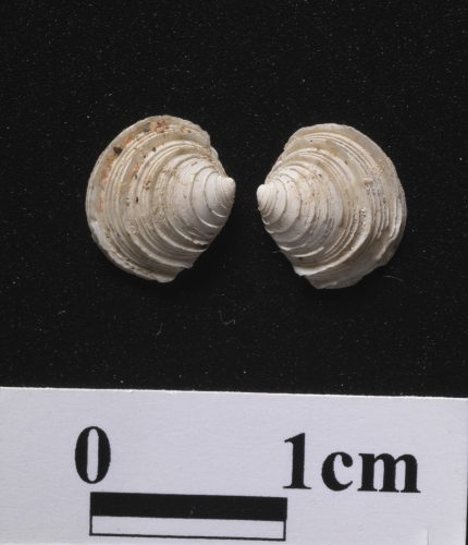 中文名:扁平美女蛤學名:Circe hongkongensis