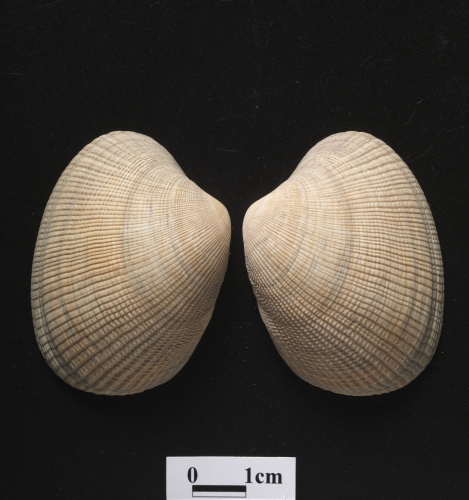 中文名:菲律賓花簾蛤學名:Ruditapes philippinarum