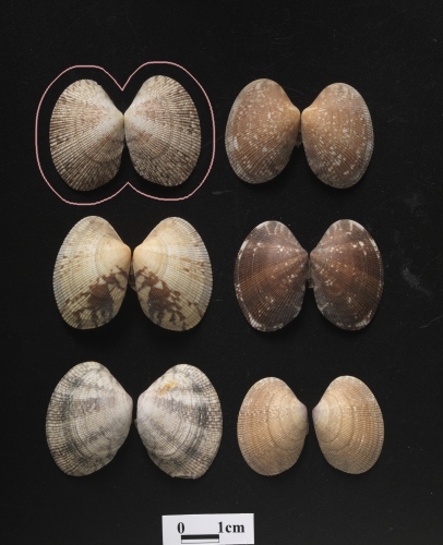 中文名:菲律賓花簾蛤學名:Ruditapes philippinarum